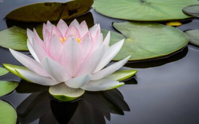 The Seven Principles of Spiritualism